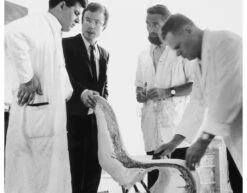 Vitra Panton Chair -Chair Sales panton chair verner panton vitra 11